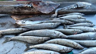 4K HUGE Western Port Bay WHITING [upl. by Penrod]