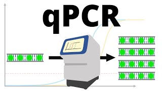 qPCR realtime PCR protocol explained [upl. by Animas]