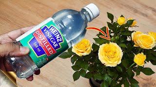 10 MIRACLES OF VINEGAR FOR PLANTS amp GARDEN [upl. by Enylodnewg]