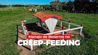 Produção de bezerros Estratégias de Nutrição e Manejo [upl. by Leonardo]