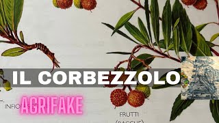 IL CORBEZZOLO Arbutus unedo [upl. by Neirod]