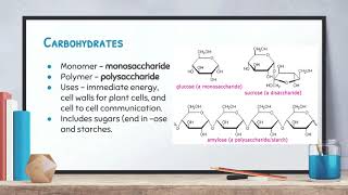 Biology Video 23 Macromolecules [upl. by Ahsyek325]