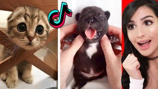 Cute Animals on Tik Tok That Will Make You Laugh [upl. by Haberman]