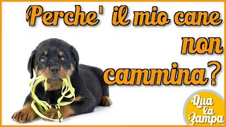 Perchè il mio cane non cammina  Qua la Zampa [upl. by Gilman]