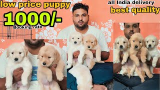 🤯low price golden retriever  labrador puppy   cheapest dog market in delhi  low price puppy [upl. by Idoc]