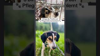 5 Dinge die Pisolino bei uns auf Pflegestelle kennenlernt  tierschutz rescuedog [upl. by Aleihs]