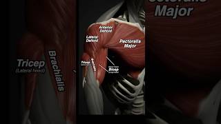 Anatomy of Chest Day chestworkout chestday medical 3d anatomy muscle [upl. by Ringe]