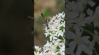 A remarkable parasitic wasp feeding on Hogweed [upl. by Joan]