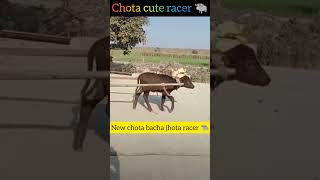 New Racer chota jhota 🐃 viral viralvideo dairyfarm farmersprotest farmers khetibadi kheti [upl. by Shelby]