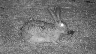 Scrub Hare Lepus saxatilis at Djuma Waterhole [upl. by Yerocaj]