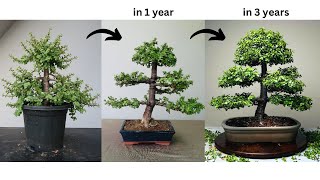 Making Bonsai from Jade Plant  in 3 Years  Pruning  Wiring  Repotting  Portulacaria afra [upl. by Ramor]