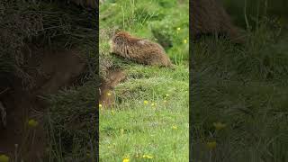 Marmotas nature vidasalvaje animals documental marmotas [upl. by Woodberry]