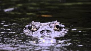 Caiman  Jacaré do Pantanal [upl. by Annaul389]