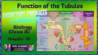 Function of the Tubules  Chap  19  class11 biology neet education [upl. by Schouten287]