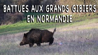 Battues aux grands gibiers en Normandie [upl. by Aurelea]