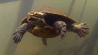 Northern Yellowfaced Turtle Emydura tanybaraga in the Finniss River catchment NT [upl. by Vincenta]