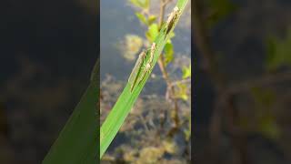 Looks like a mass emergence of Damselflies from our pond over 70 exuviae [upl. by Julietta]