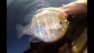 Fishing for TWO POUND PLUS BLUEGILLS [upl. by Vernice]