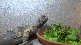 Queen Nefertiti My Egyptian Uromastyx Eating Greens [upl. by Hairahs]