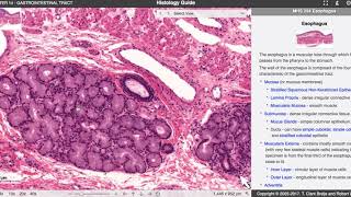 HISTOLOGI GITRACTUS ØSOFAGUS NEDRE DEL [upl. by Airahs]