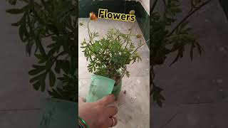 Flower plant reporting gardening plants garden flowers nature youtubeshort 💐💐 [upl. by Rosy]