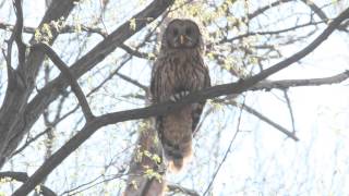 Barking Ural Owl Strix uralensis in Slovakia [upl. by Laraine]