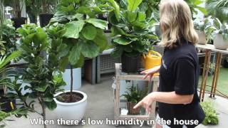 How to care for your Fiddle Leaf Fig plant or Ficus Lyrata [upl. by Attalie]