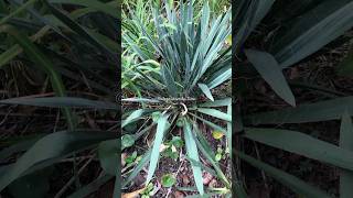 Yucca Filamentosa ou Iuca Mansa ​⁠alegriaverdetina short [upl. by Norrehc]