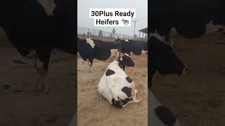 30plus Litters Ready Heifers 🐄 cow heifers farming fresian animals farming  holstein [upl. by Llehcear516]