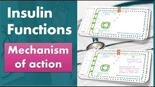 Insulin functions Mechanism of action biochemistry [upl. by Esile433]