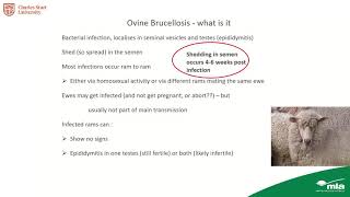 Ovine brucellosis – effects treatment and prevention [upl. by Delila]