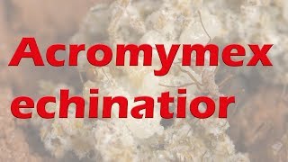 Acromyrmex echinatior  Die Blattschneiderameise für jeden  Infovideo [upl. by Nigam370]