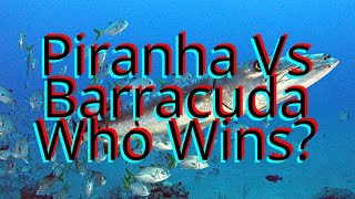 Piranha Vs Barracuda Fish Fight Who Wins Epic Showdown Of Numbers Vs Agility [upl. by Hurff]