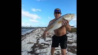 Nothin better than Pcola Redfish pensacolabeach redfish fishing angler [upl. by Dosi800]