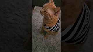 Life Sentence Without Parole cute cat funny halloween viral trending shorts [upl. by Frame]