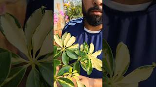 Schefflera Plant Repottingschefflera shorts shortsfeed shortvideos shortsyoutube [upl. by Lamdin]