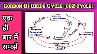 Corbon Di Oxide Cycle in Hindi  Corbon Di Oxide Cycle 9 [upl. by Taggart]