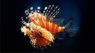 Рыбазебра Pterois volitans [upl. by Nitsu]