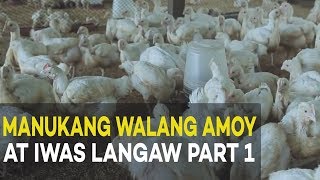 Manukang Walang Amoy at Iwas Langaw Introduction and Benefits  Agribusiness Broiler Farming Part 1 [upl. by Margaretta]