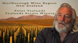 Marlborough Sauvignon Blanc Wine Region New Zealand Travel Video Guide [upl. by Lister]