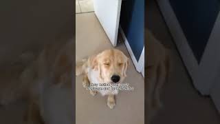 The Truth Behind Dogs Guilty Faces Are They Really Sorrydog shortvideodoglife [upl. by Attirehs]