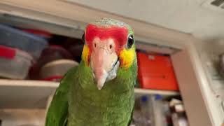 REDLORED AMAZON BABY PARROT [upl. by Auliffe972]