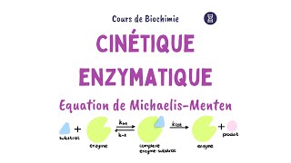 Cinétique enzymatique  Equation Michaelis Menten [upl. by Salkcin334]