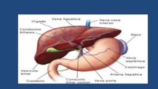 FASCIOLA HEPATICA [upl. by Aneert39]