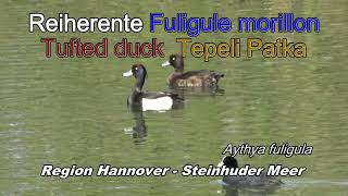 Reiherente – Fuligule morillon – Tufted duck – Tepeli patka Aythya fuligula [upl. by Bronder464]