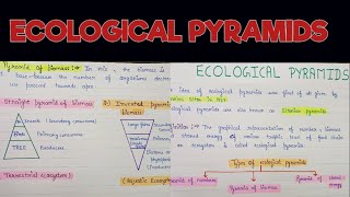 Ecological pyramids  Ecological pyramids in ecosystem  Ecological pyramids and its types [upl. by Diraj]