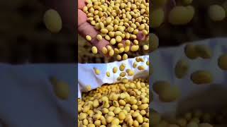 सोयाबीन शेंग अवस्था फवारणी कोणती करावी  सोयाबीन फवारणी  Soybean Favarni  soybean spraying pod [upl. by Paske645]