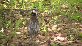 Bobwhite Quail Visiting and Leaving [upl. by Ycrem]