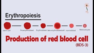 Hematology  Erythropoiesis Red Blood Cell Formation Part 2 [upl. by Beniamino]