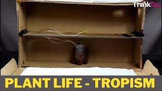 Plant Life  Tropism  Class 10 Experiential Activity [upl. by Moseley270]